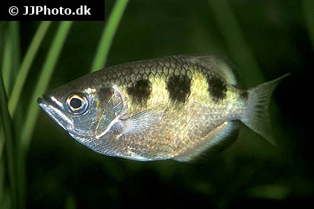 Skyttefisk (Toxotes jaculatrix)
